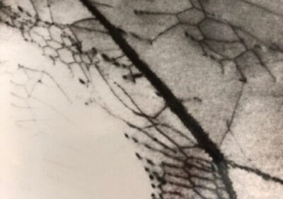 Ti-alloy-plate-exhibiting-dislocation-network-near-grain-boundaries-after-cathodic-charging-at-3-mAcm2-in-5-H2SO4-rotated (1)